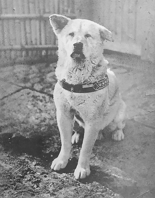 The dog Hachiko