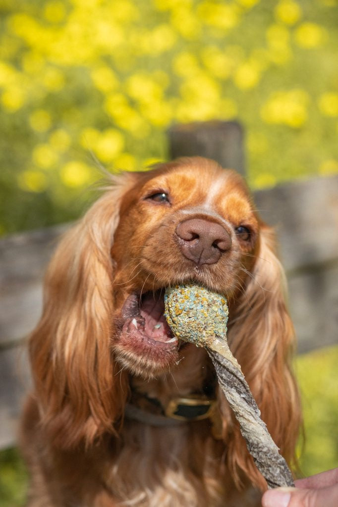 LOLLIPOP