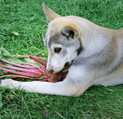 BEET BITES