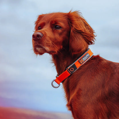 CRUISE COLLAR