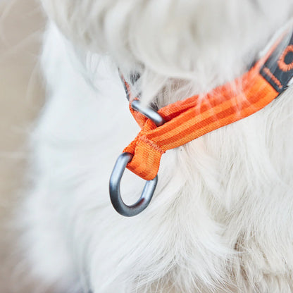 CRUISE COLLAR